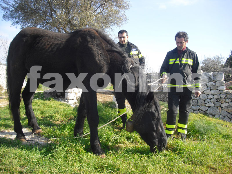 cavallo-recuperato--dai-VV.F.-di-Putignano-dalla-s.p.161-noci-barsento