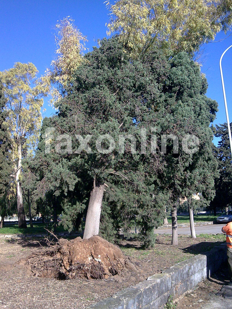 albero-cimitero