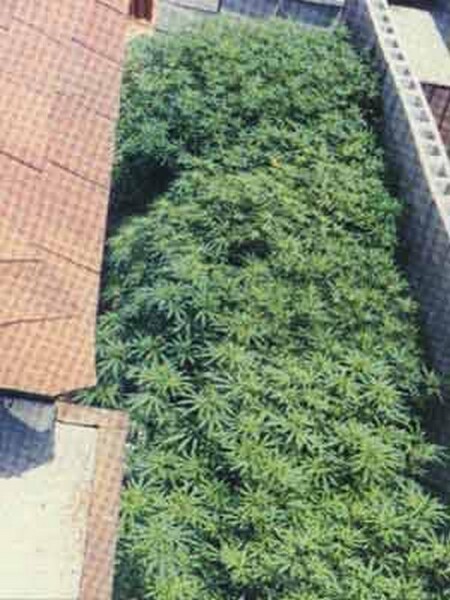 cannabis_terrazzo