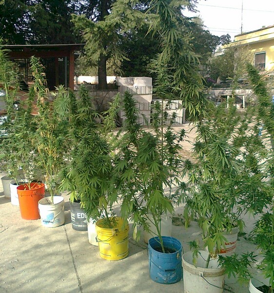 cannabis_in_casa1