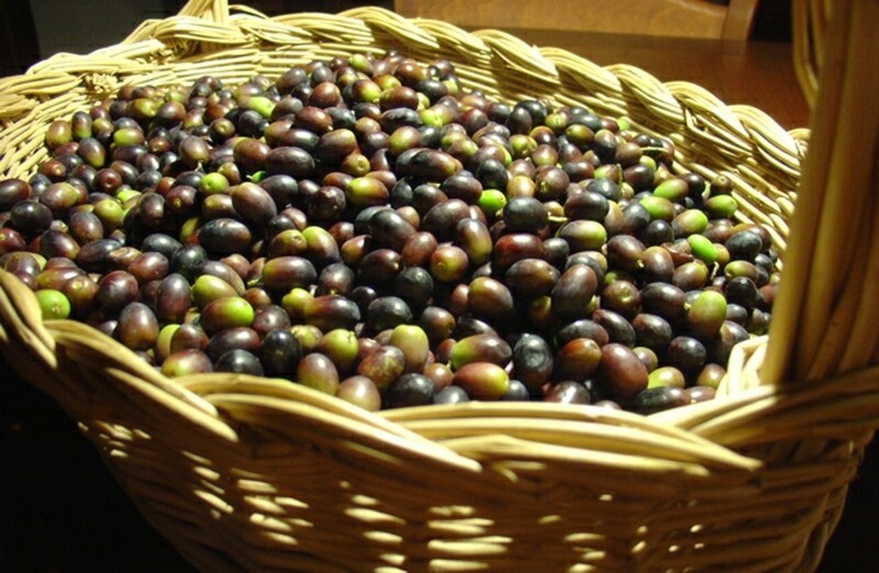 olive2