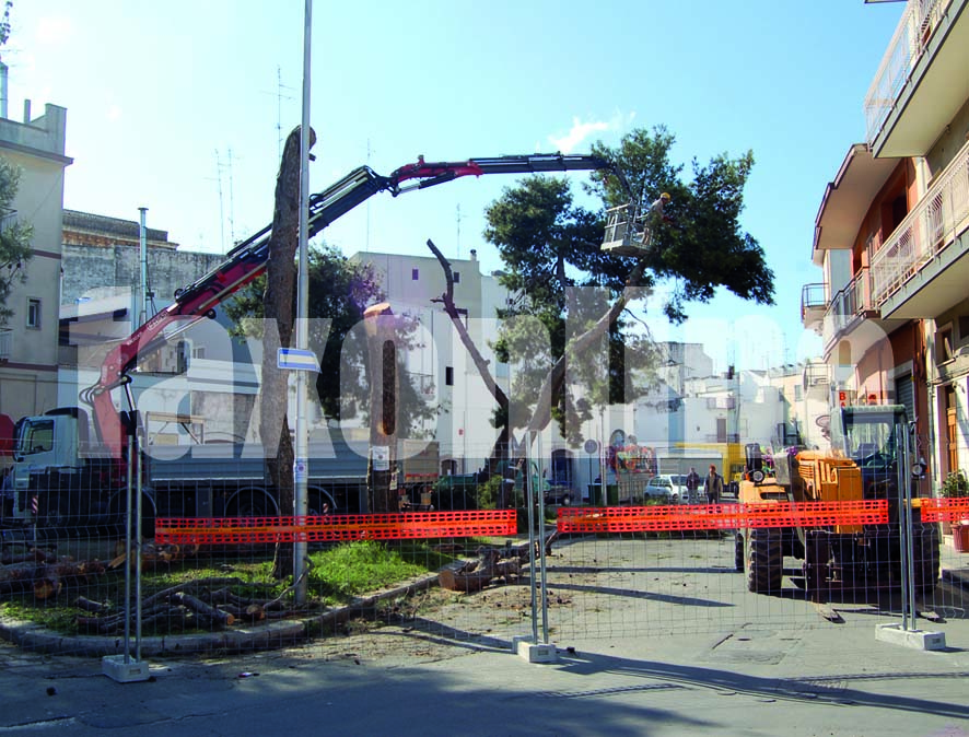 alberi_piazza_caduti