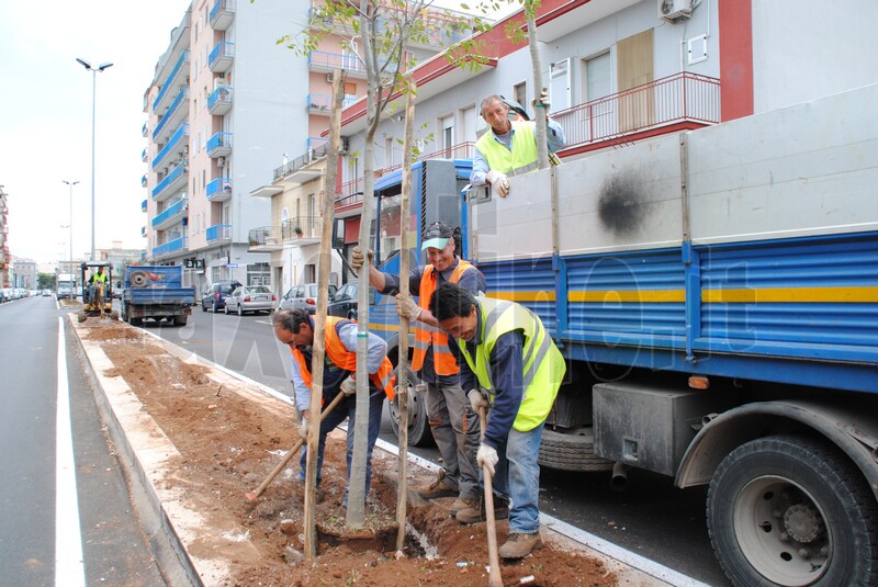 nuovi_alberi_viale_delle_rimembranze_1