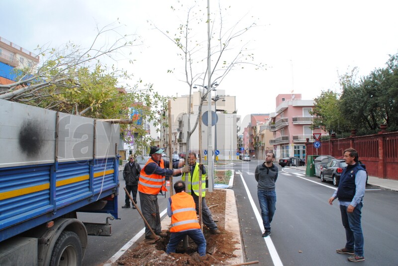 nuovi_alberi_viale_delle_rimembranze_2