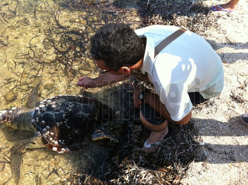 Tartaruga spiaggiata Mola