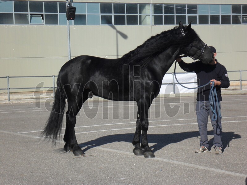 cavallo murgese 2