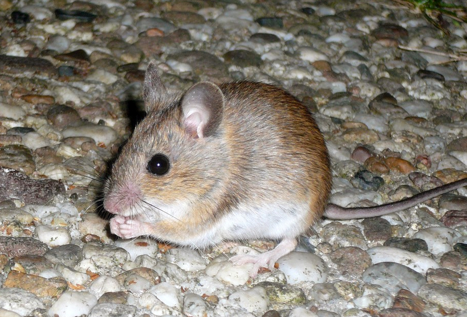 topo