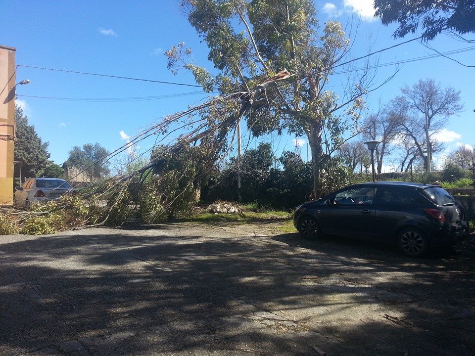 caduta albero