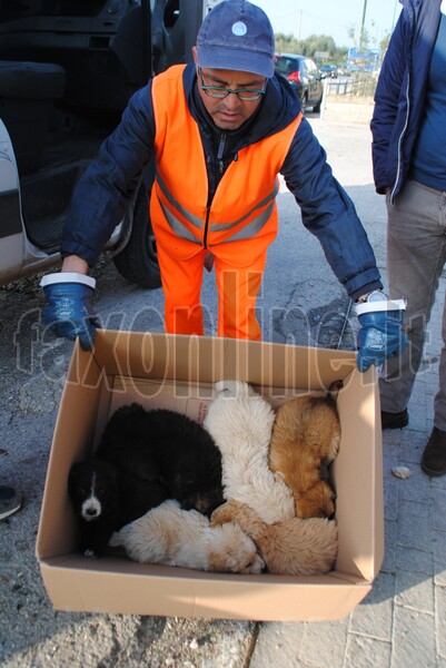 cuccioli abbandonati