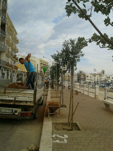 Nuovi alberi sul lungomare