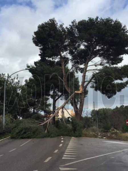 albero via castellana POL