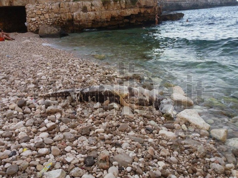 Carcassa delfino in spiaggia  2