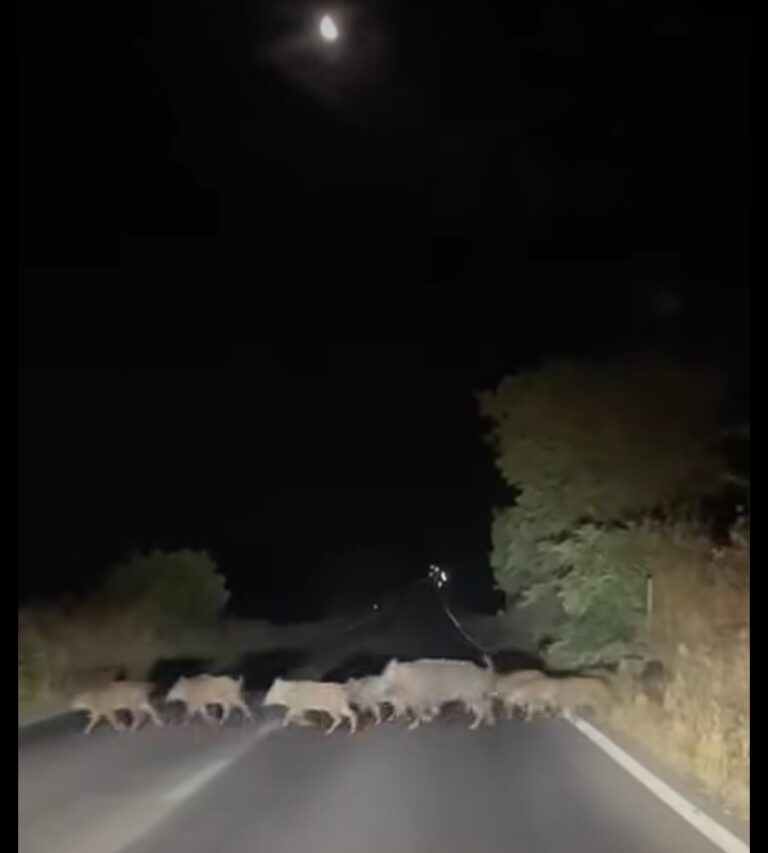 Cinghiali avvistati a Noci, sulla strada che collega Noci a Gioia del Colle