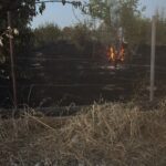 Turi, via Rutigliano. Albero di ciliegio in fiamme
