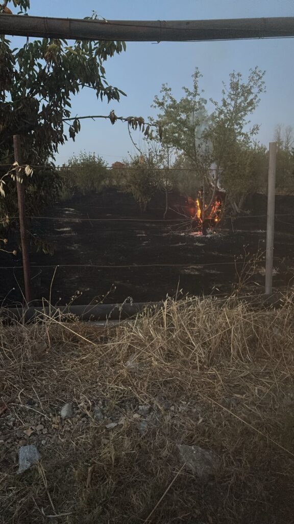 Incendio sulla via per Rutigliano, le fiamme danneggiano alberi di ciliegio