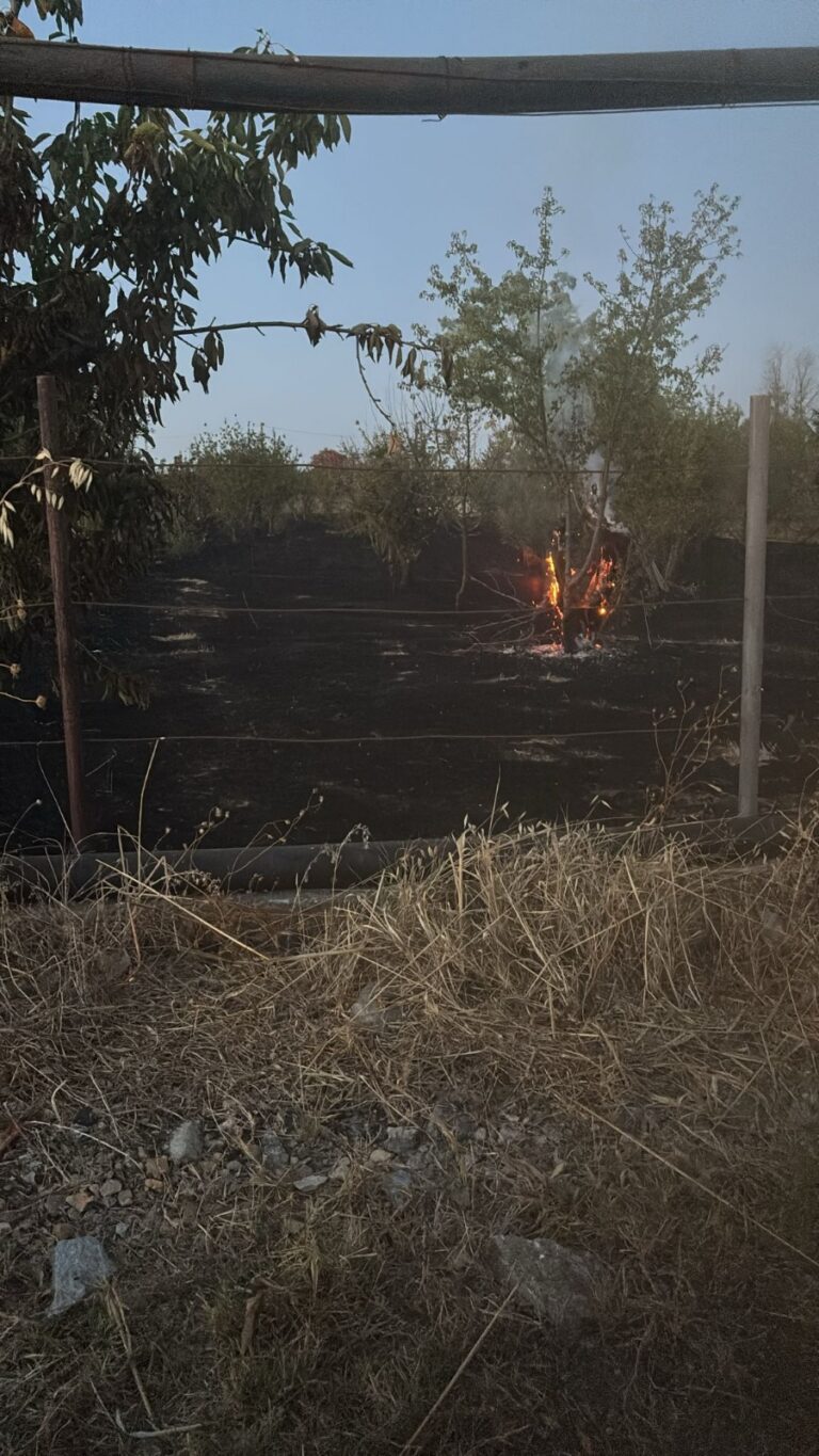 Turi, via Rutigliano. Albero di ciliegio in fiamme
