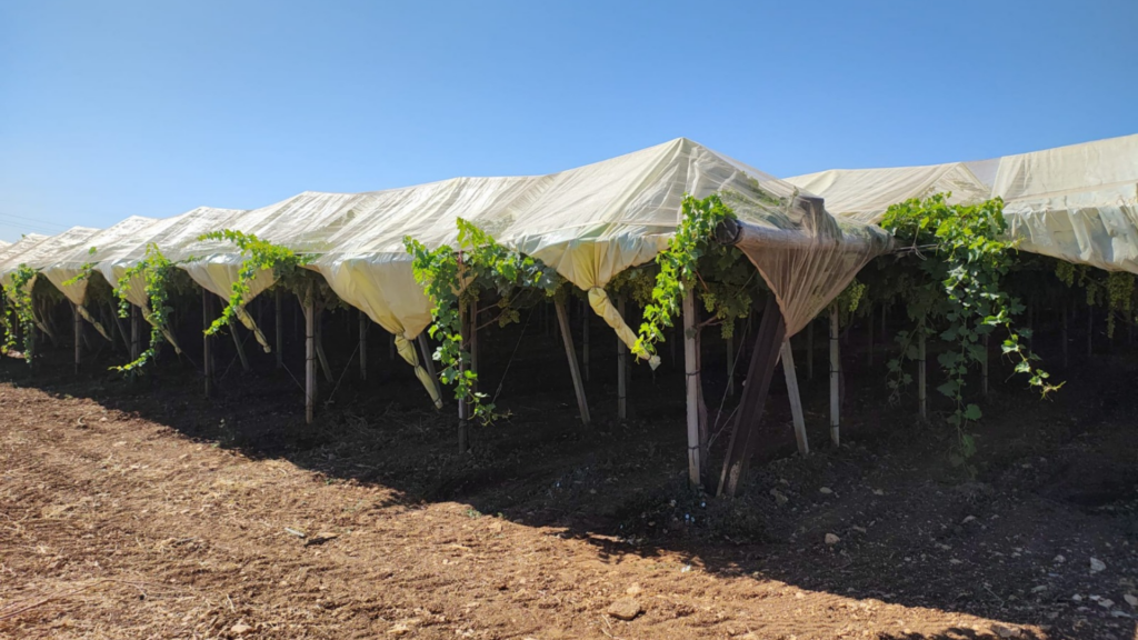 Vigneti di Mola di Bari