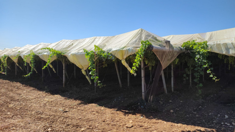 Vigneti di Mola di Bari
